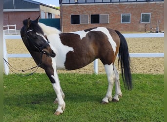 Polish riding pony, Mare, 9 years, 14.1 hh, Pinto