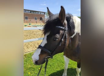 Polish riding pony, Mare, 9 years, 14.1 hh, Pinto