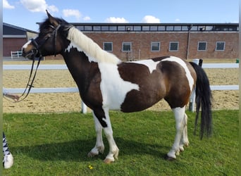 Polish riding pony, Mare, 9 years, 14.1 hh, Pinto