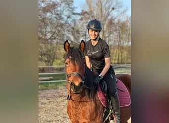 Polish riding pony, Mare, 9 years, 14.2 hh, Brown