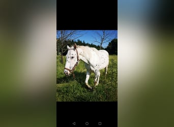 Polish riding pony Mix, Mare, 9 years, 15.1 hh, Leopard-Piebald