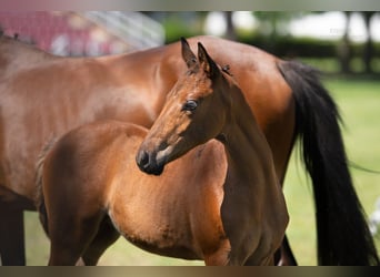 Polish riding pony, Mare, Foal (05/2024), 14,1 hh, Brown