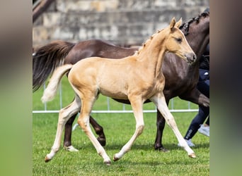 Polish riding pony, Mare, Foal (05/2026), 14.1 hh, Palomino