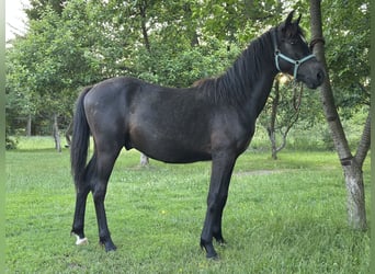 Polish riding pony, Stallion, 1 year, 13.2 hh, Grey-Dark-Tan