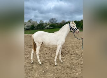 Polish riding pony, Stallion, 1 year, 14.1 hh, Perlino