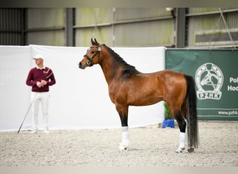 Polish riding pony, Stallion, 3 years, 14,1 hh, Brown