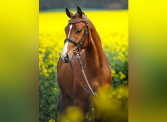 Polish riding pony, Stallion, 3 years, 14,1 hh, Brown