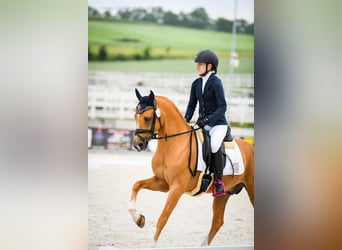 Polnisches Reitpony, Hengst, 5 Jahre, 14,1 hh, Palomino