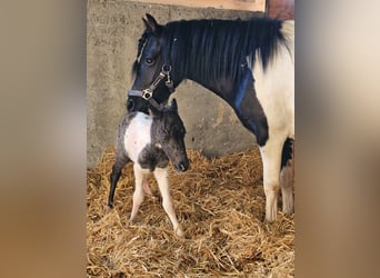 Polnisches Reitpony Mix, Hengst, Fohlen (08/2024), 11 hh, Schecke