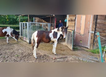 Polish riding pony, Stallion, Foal (03/2025), 14,1 hh, Pinto