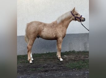 Polish riding pony, Stallion, Foal (04/2023), Palomino