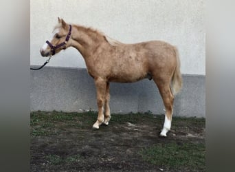 Polish riding pony, Stallion, Foal (04/2023), Palomino