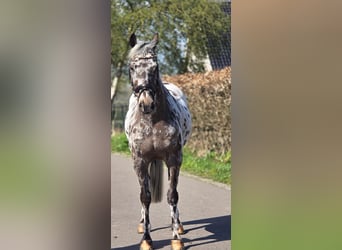 Polish sport horse, Gelding, 10 years, 16.1 hh, Leopard-Piebald