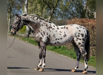 Polish sport horse, Gelding, 10 years, 16.1 hh, Leopard-Piebald