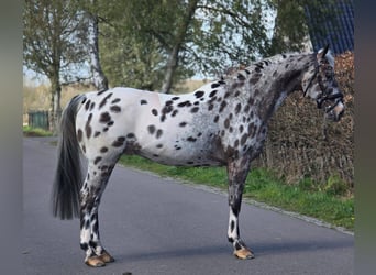Polish sport horse, Gelding, 10 years, 16.1 hh, Leopard-Piebald