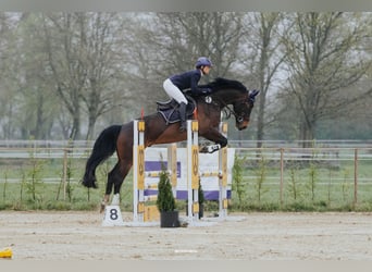 Polish sport horse, Gelding, 10 years, 16.2 hh, Brown
