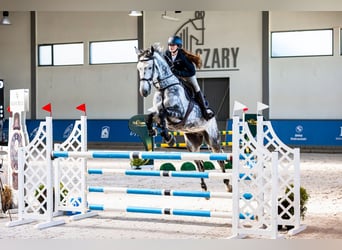 Polish sport horse, Gelding, 10 years, 17.1 hh, Grey