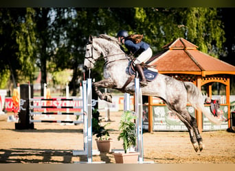 Polish sport horse, Gelding, 10 years, 17.1 hh, Grey