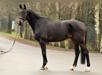 Polish sport horse, Gelding, 10 years, 17 hh, Bay