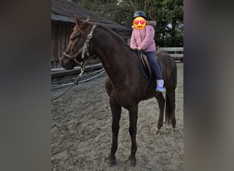 Polish sport horse Mix, Gelding, 11 years, 14,2 hh, Chestnut