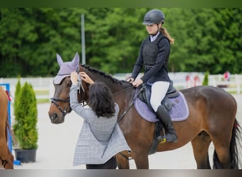 Polish sport horse, Gelding, 11 years, 16.1 hh, Bay-Dark