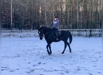 Polish sport horse, Gelding, 11 years, 16,1 hh
