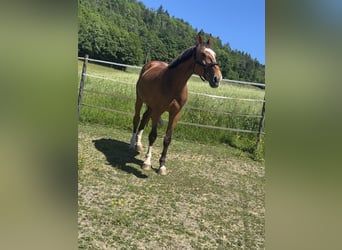 Polish sport horse, Gelding, 12 years, 16.1 hh, Brown