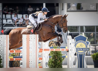 Polish sport horse, Gelding, 12 years, 16.1 hh, Brown