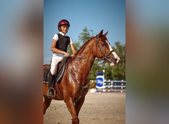 Polish sport horse, Gelding, 12 years, 16.1 hh, Chestnut-Red