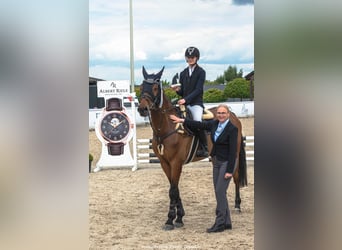 Polish sport horse, Gelding, 12 years, 16,1 hh, Bay