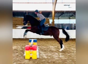 Polish sport horse, Gelding, 12 years, 16,3 hh, Brown