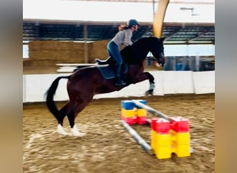 Polish sport horse, Gelding, 12 years, 16,3 hh, Brown