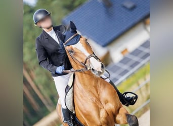Polish sport horse, Gelding, 12 years, 17,2 hh, Brown