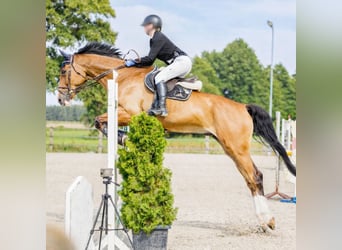 Polish sport horse, Gelding, 12 years, 17,2 hh, Brown