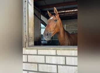 Polish sport horse, Gelding, 13 years, 16.1 hh, Brown