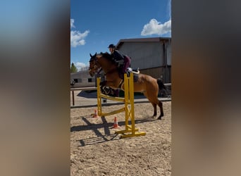 Polish sport horse, Gelding, 13 years, 16.1 hh, Brown