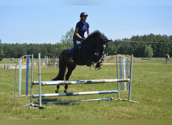Polish sport horse, Gelding, 13 years, 16.2 hh, Black
