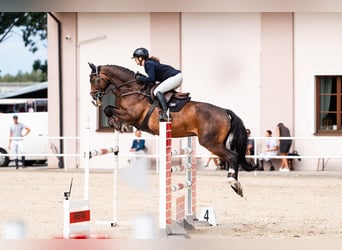 Polish sport horse, Gelding, 13 years, 16.2 hh, Brown