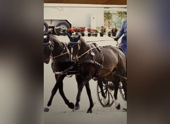 Polish sport horse, Gelding, 15 years, 16.2 hh, Bay-Dark