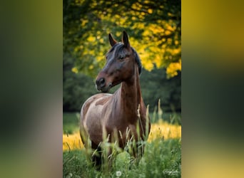 Polish sport horse, Gelding, 18 years, 14.2 hh, Brown