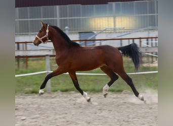 Polish sport horse, Gelding, 2 years, 16 hh, Bay