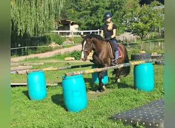 Polish sport horse, Gelding, 3 years, 14.2 hh, Bay-Dark