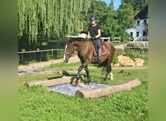 Polish sport horse, Gelding, 3 years, 14.2 hh, Bay-Dark