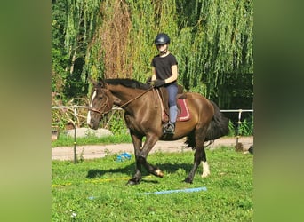 Polish sport horse, Gelding, 3 years, 14.2 hh, Bay-Dark