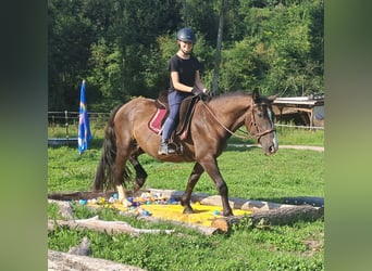 Polish sport horse, Gelding, 3 years, 14.2 hh, Bay-Dark