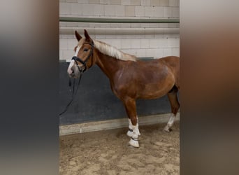 Polish sport horse, Gelding, 3 years, 15.2 hh, Chestnut-Red