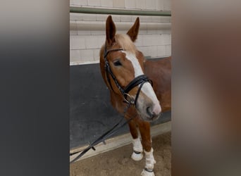 Polish sport horse, Gelding, 3 years, 15,2 hh, Chestnut-Red