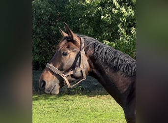 Polish sport horse, Gelding, 3 years, 16.2 hh, Bay-Dark Polish sport horse, Gelding, 3 years, 16.2 hh, Bay-Dark