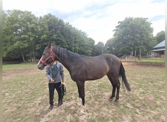 Polish sport horse, Gelding, 3 years, 16.2 hh, Bay-Dark