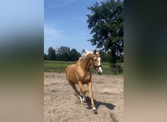 Polish sport horse Mix, Gelding, 3 years, 16.2 hh, Palomino
